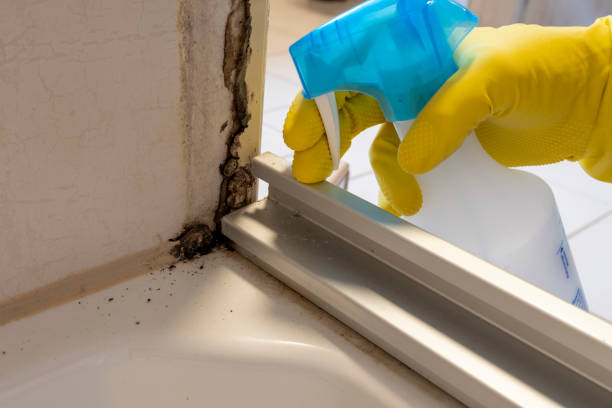 Best Best Mold Removal Companies  in Fairfax, SC