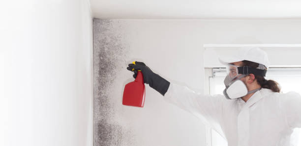Best Mold Removal Specialists  in Fairfax, SC