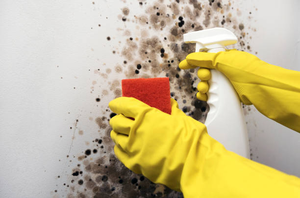Best Office Mold Removal Services  in Fairfax, SC