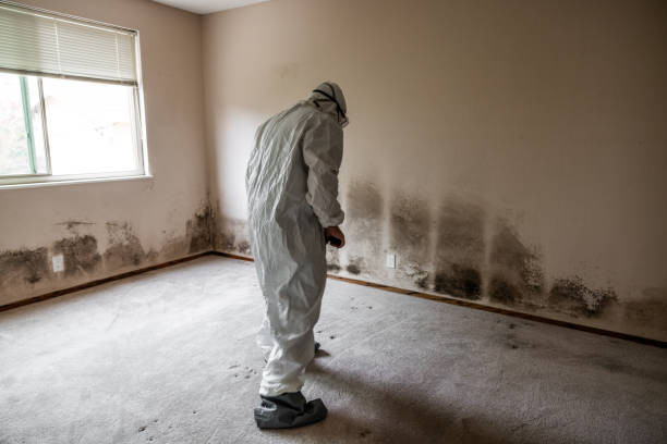 Best Home Mold Removal  in Fairfax, SC