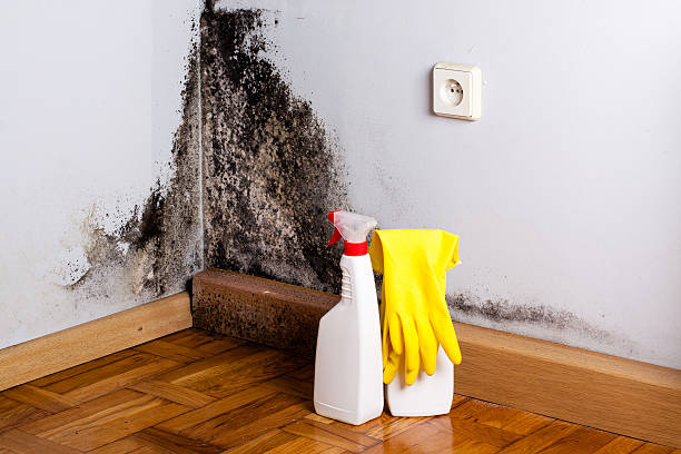  Fairfax, SC Mold Removal Pros
