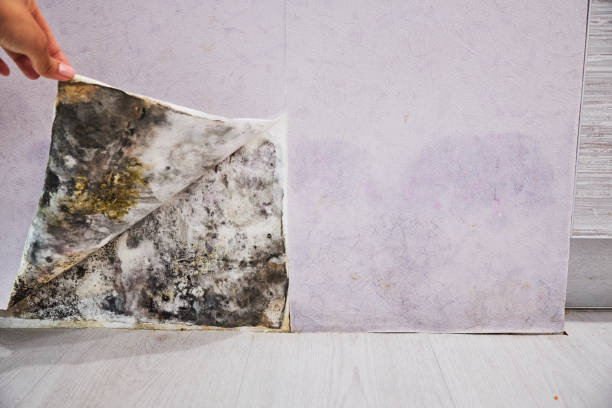 Best Water Damage Restoration  in Fairfax, SC